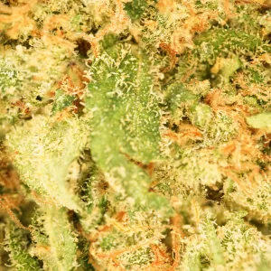 Blue Dream CBD Flor - Flor hidropónica premium con aromas cítricos, amaderados y dulces. Efecto equilibrado y relajante. Envío rápido en 24h.
