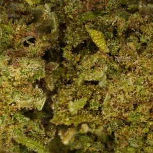 Bubba Kush CBD Indoor - Descendiente de OG Kush, cultivada en interior en Suiza. Aroma terroso y especiado, efecto relajante. Envío en 24h.