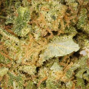 Gorilla Glue CBD Indoor - Flor premium cultivada en interior en Suiza. Potente, aromática y con notas cítricas intensas. Envío rápido en 24h.
