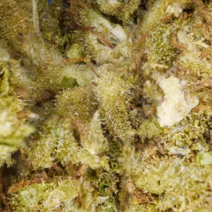 Northern Lights CBD Interior - Flor premium cultivada en invernadero con aromas frescos de pino y eucalipto. Secado en frío para máxima frescura y calidad.
