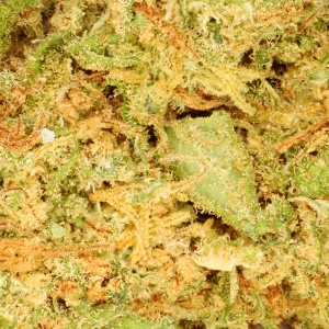 Orange Bud CBD - Flor premium con aroma cítrico y fresco. Cultivada en invernadero, ideal para una relajación natural. Envío en 24 horas hábiles.