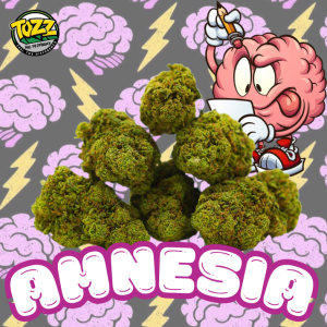 Amnesia CBD Flor Indoor - Flor premium con aroma frutal y amaderado. Híbrida Sativa cultivada en interior en Suiza. Potente y aromática. Envío 24h.