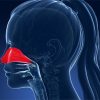 cbd y alergias