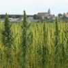 que es la marihuana haze