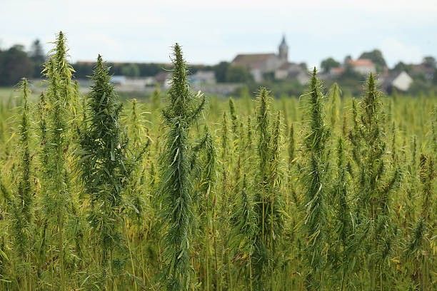 que es la marihuana haze
