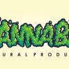 que es el cannabis