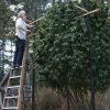 planta marihuana
