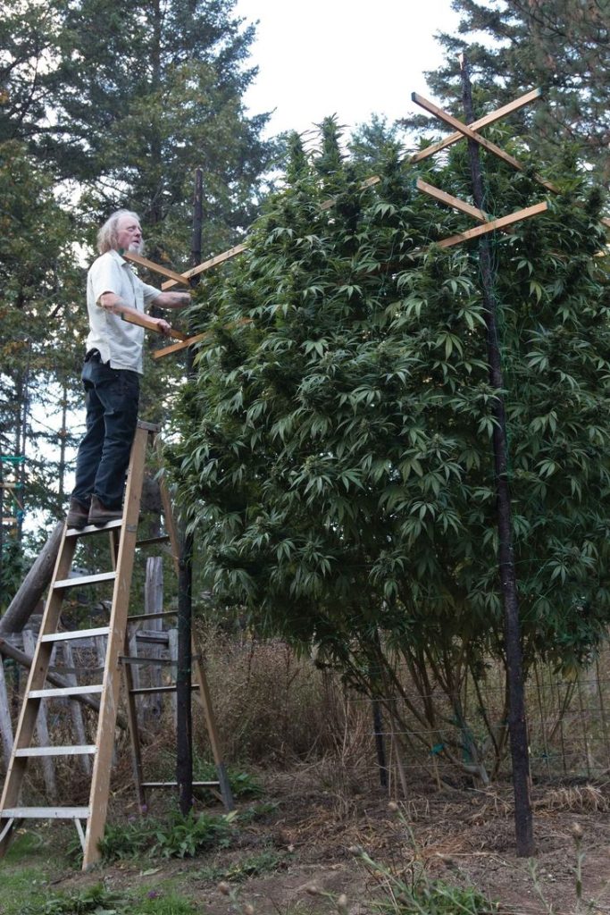 planta marihuana