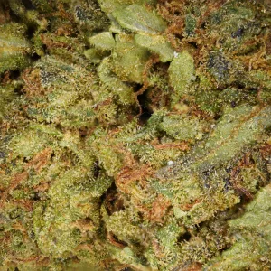 Amnesia interieur CBD