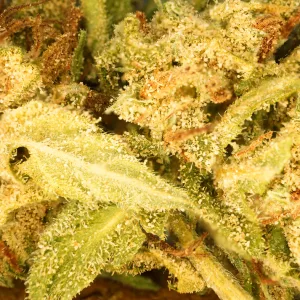Banana Cream CBG
