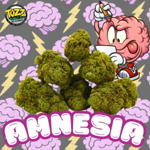 Amnesia interieur CBD